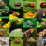insects-pictures