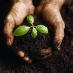 Hands Holding Soil