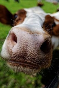 Close up image of the nose and snout of a white and brown cow on green grass.