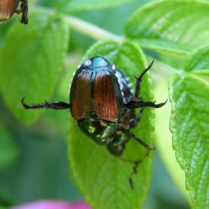 Japanese Beetles and Other Pests Update