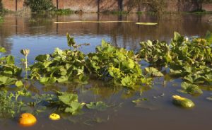 Guidelines for Consuming Produce Exposed to Floodwater