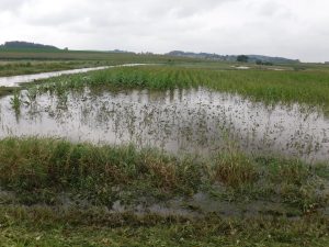 Crops Under Water? Think About CREP