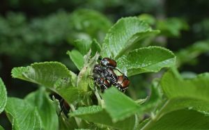 Pest Management Update