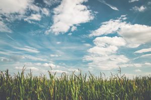 Late and Prevented Planting Options and Crop Insurance for Wisconsin Farmers