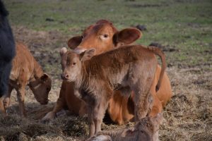 Beef Cow-Calf Workshop 2019