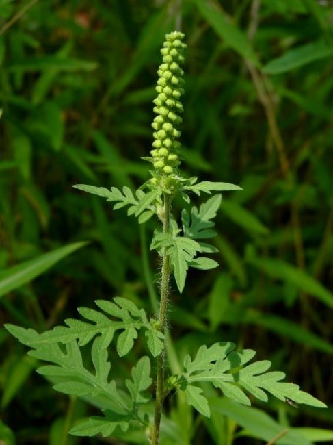 Ragweed – A Quick Guide – Extension La Crosse County