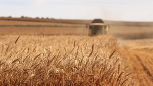 Crop Management Field Day 2019