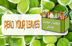 Garden Toolbox Series – Read Your Leaves