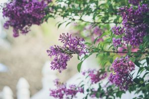 Picture of lilacs