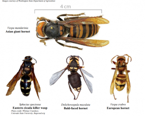 Asian Giant Hornets, or a look-alike? – Extension La Crosse County