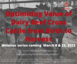 Optimizing value of dairy beef cross cattle from birth to harvest webinar series to be held by UW-Madison Extension