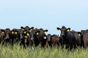 Be Ready to Reduce Heat Stress in Cattle this Summer