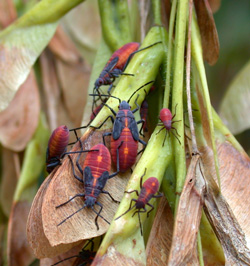 Boxelder Bug