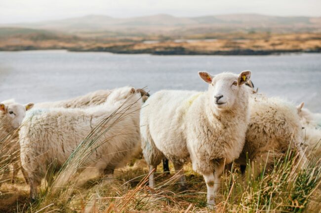Cream sheep on golden and green grass overlooking water and distant shore. 