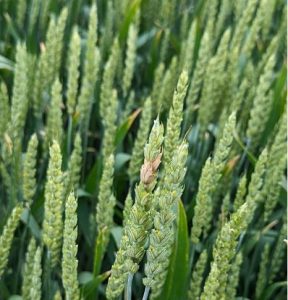 Small Grains Workshop