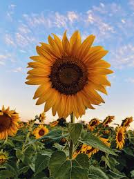 Sunflower Nitrogen Rate Field Day